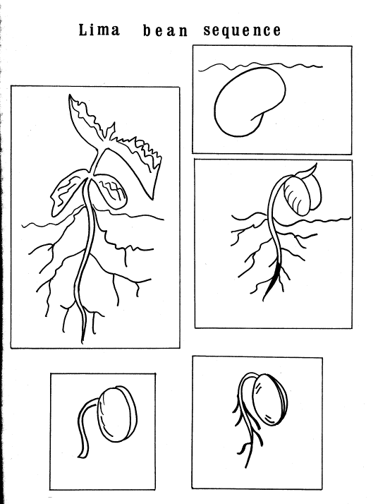 coloring pages seeds and plants - photo #22